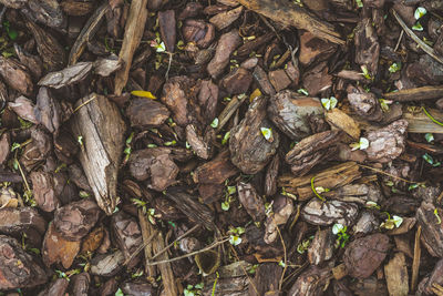 High angle view of dry leaves on field