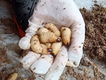 High angle view of mushrooms in container