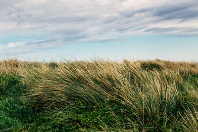 Grass growing on field against sky