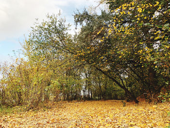 Trees growing on field during autumn