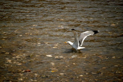 Swan flying over lake