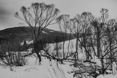 Bare trees on snowcapped mountains against sky