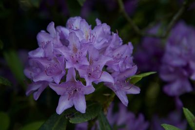 Close-up of purple flowering plant