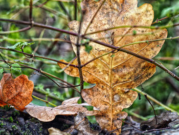 Close-up of dry autumn leaf on tree