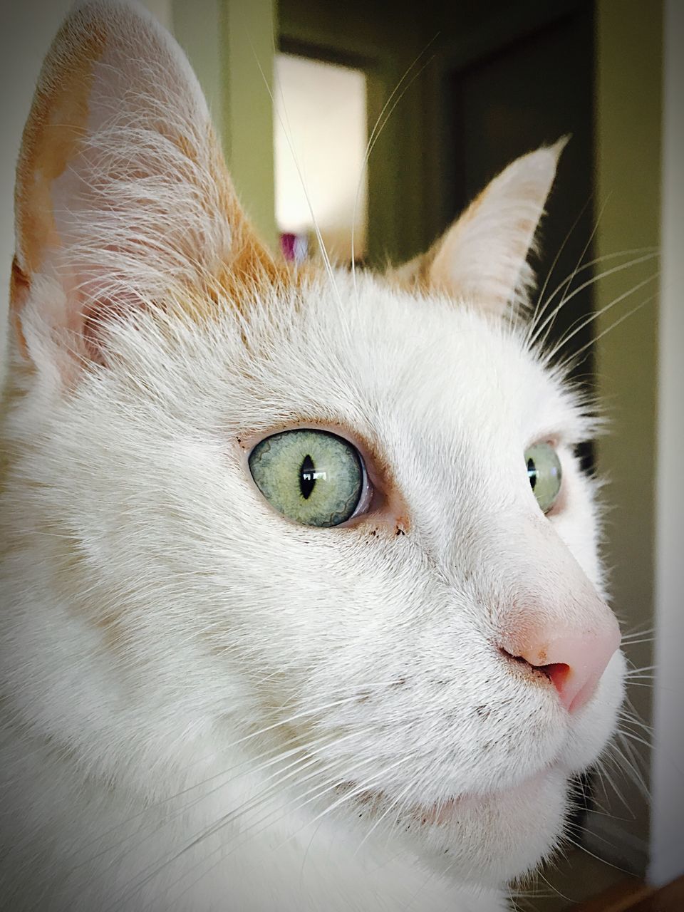 CLOSE-UP PORTRAIT OF CAT IN MOUTH