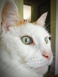 Close-up portrait of cat