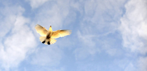 Low angle view of bird flying against sky