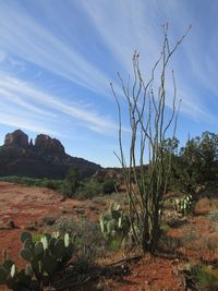 Cactus growing in  forefront with redrock against sky