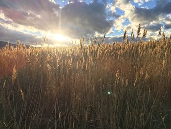 Close-up of wheat growing on field against sky during sunset