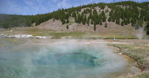 Panoramic shot of trees on landscape