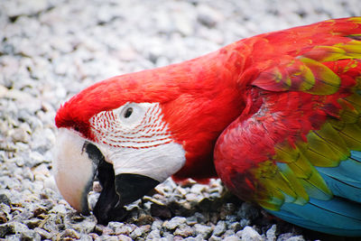 Close-up of parrot