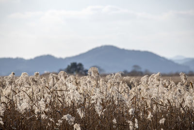 High angle view of stalks in field against sky