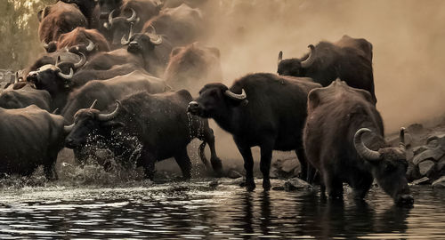 Buffaloes in a lake