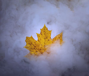 Close-up of yellow maple leaf on metal against sky