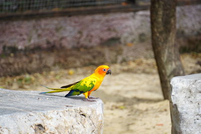 Close-up of bird perching on retaining wall