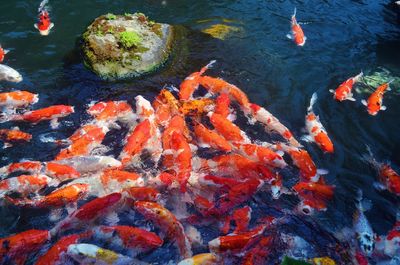 High angle view of koi carps swimming in water