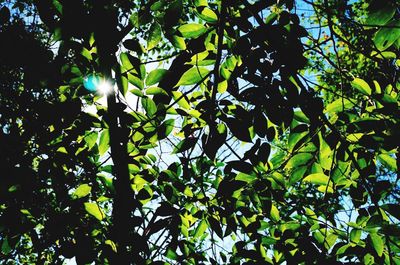 Low angle view of tree