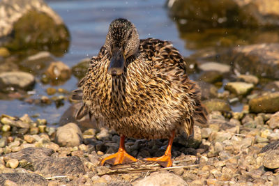 View of bird on rock at lakeshore