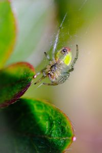 Close-up of spider on web