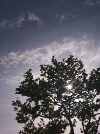 Tree against sky during sunset