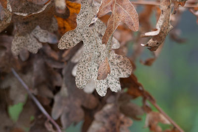 Close-up of frozen leaves