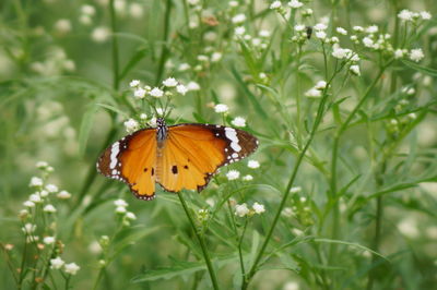 Close-up of butterfly on plant