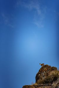 Low angle view of bird on rock against blue sky