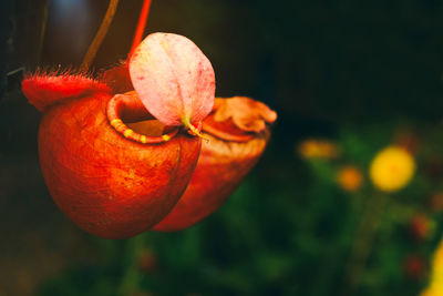 Close up of nepenthes or monkey cups in the plant nursery garden. selective focus. - image