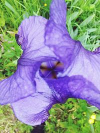 Close-up of purple flowers