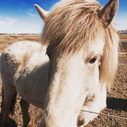 Close-up of horse standing on field against sky