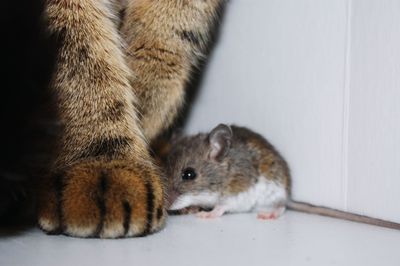 Close-up of cat and mouse 