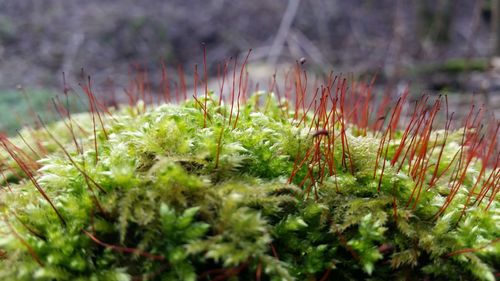 Close-up of plant growing outdoors