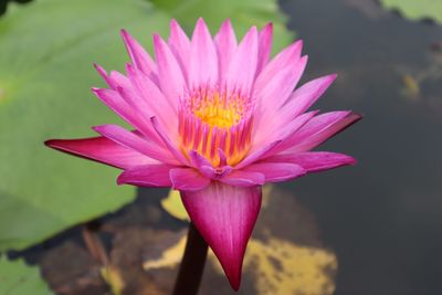 Close-up of pink water lily