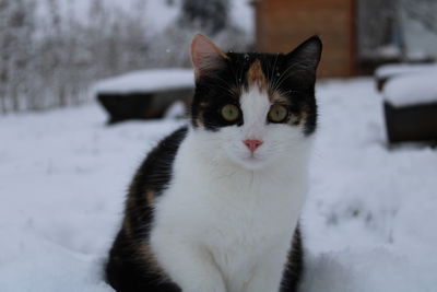 pet