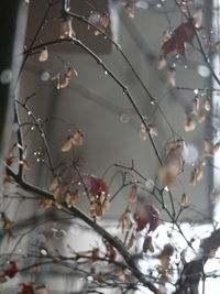 Low angle view of tree