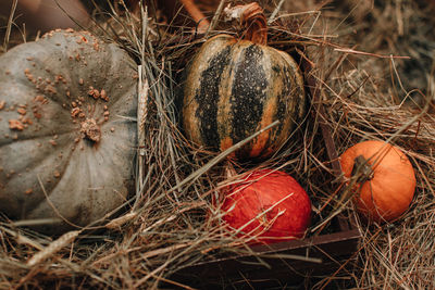 Orange pumpkins in a hay. farmer's market. autumn thanksgiving day background. halloween