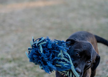 Close-up portrait of a dog