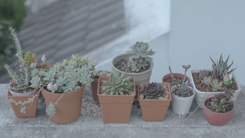 High angle view of potted plants