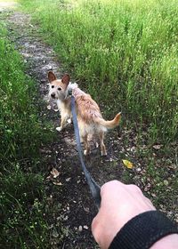 Dog standing on field