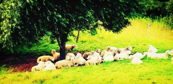 Sheep grazing on grassy field