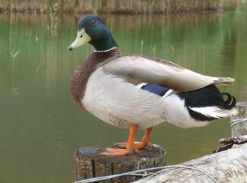 Close-up of bird perching on lake