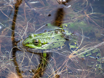 Close-up of frog on land