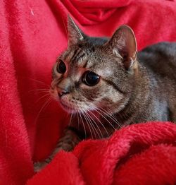 Close-up portrait of a cat