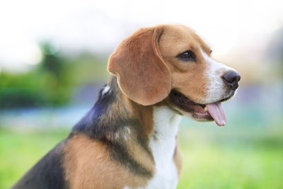 Close-up of dog looking away