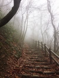 Scenic view of forest during autumn