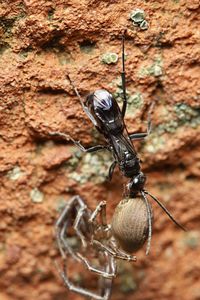 Close-up of insect on wall