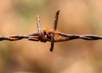 Close-up of barbed wire