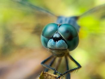 Close-up of insect