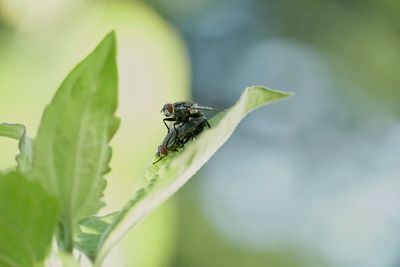 Close-up of fly on leaf