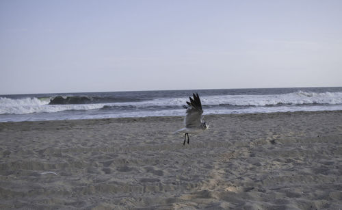 View of seagull on beach